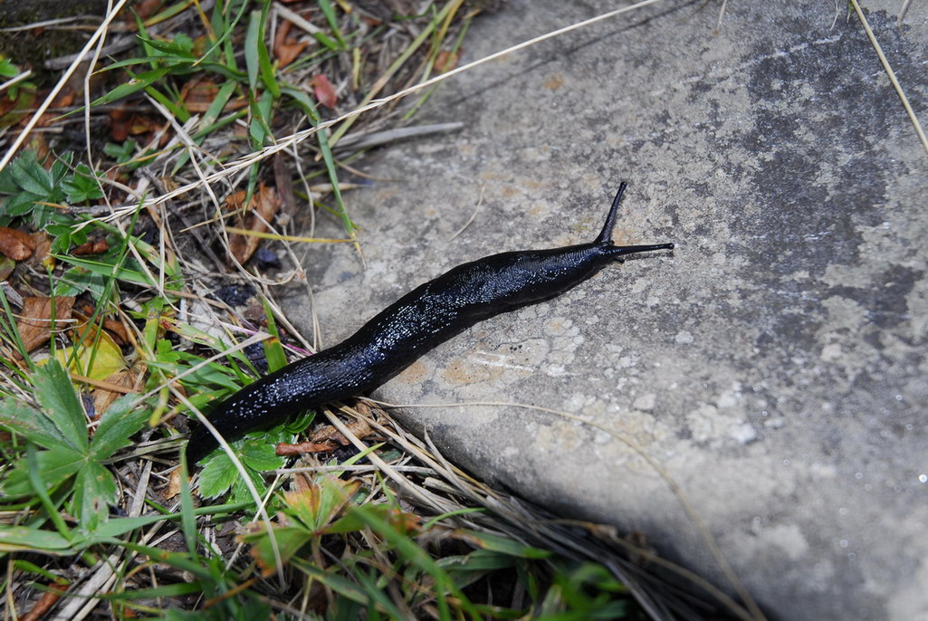 Limax nero del Appennino Parmese e L. ianninii Giusti