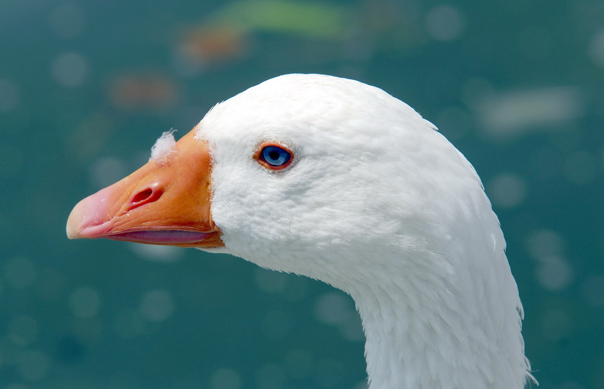Oca: cfr. Oca delle Hawaii (Branta sandvicensis)