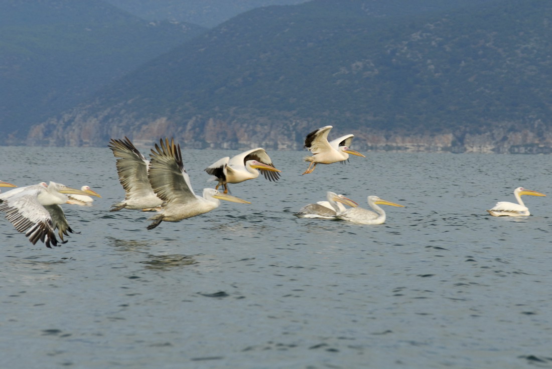 Sempre Pellicani 2 specie diverse....
