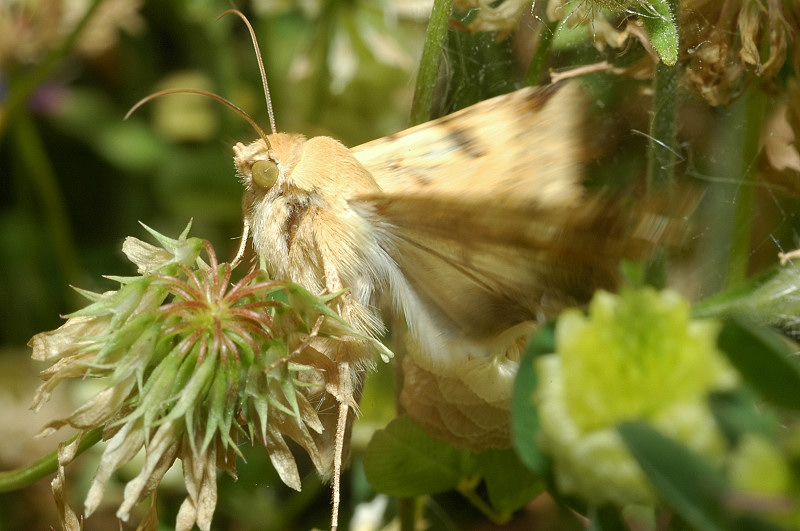 Heliothis peltigera