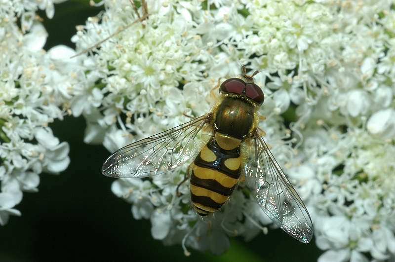 Chrysotoxum intermedium