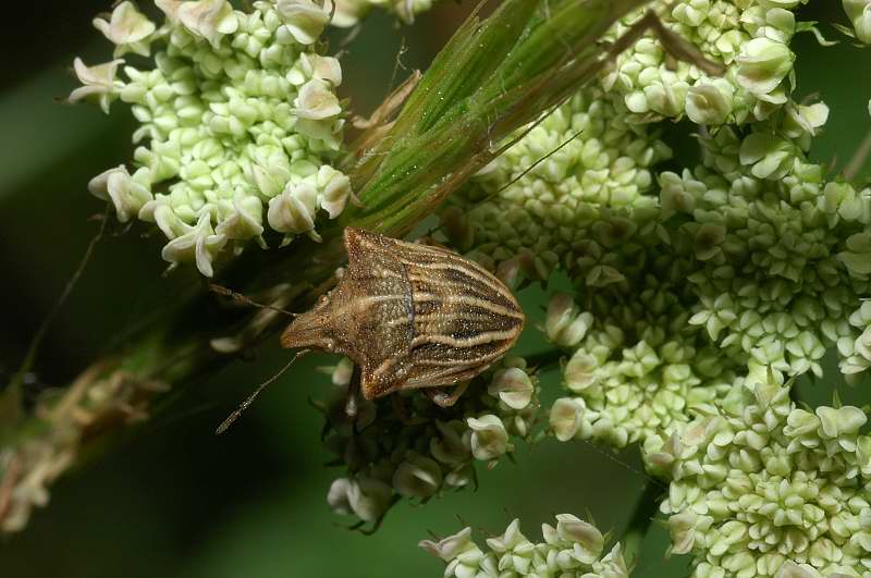 Emittero Ancyrosoma leucogrammes