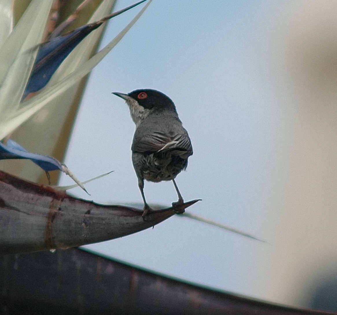 Occhiocotto - Sylvia melanocephala