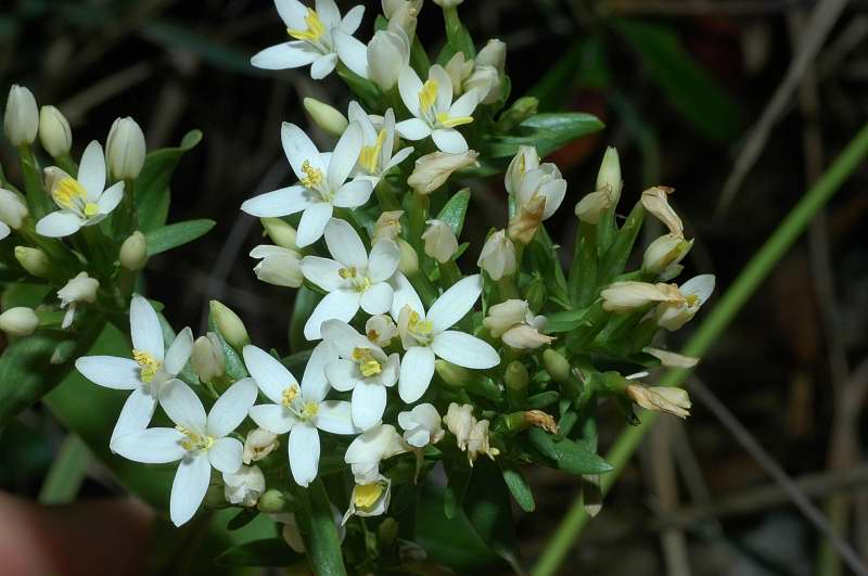 Centaurium erythraea / Centauro maggiore