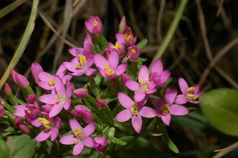 Centaurium erythraea / Centauro maggiore