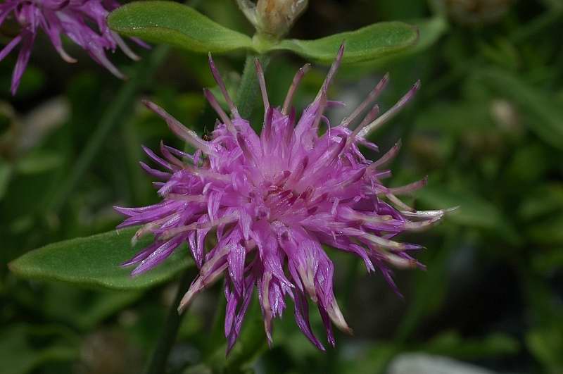 Centaurea jacea