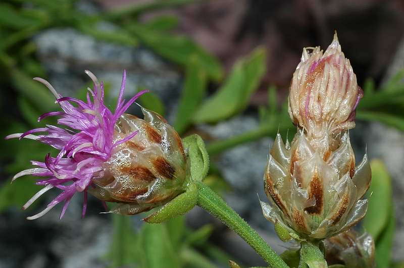 Centaurea jacea