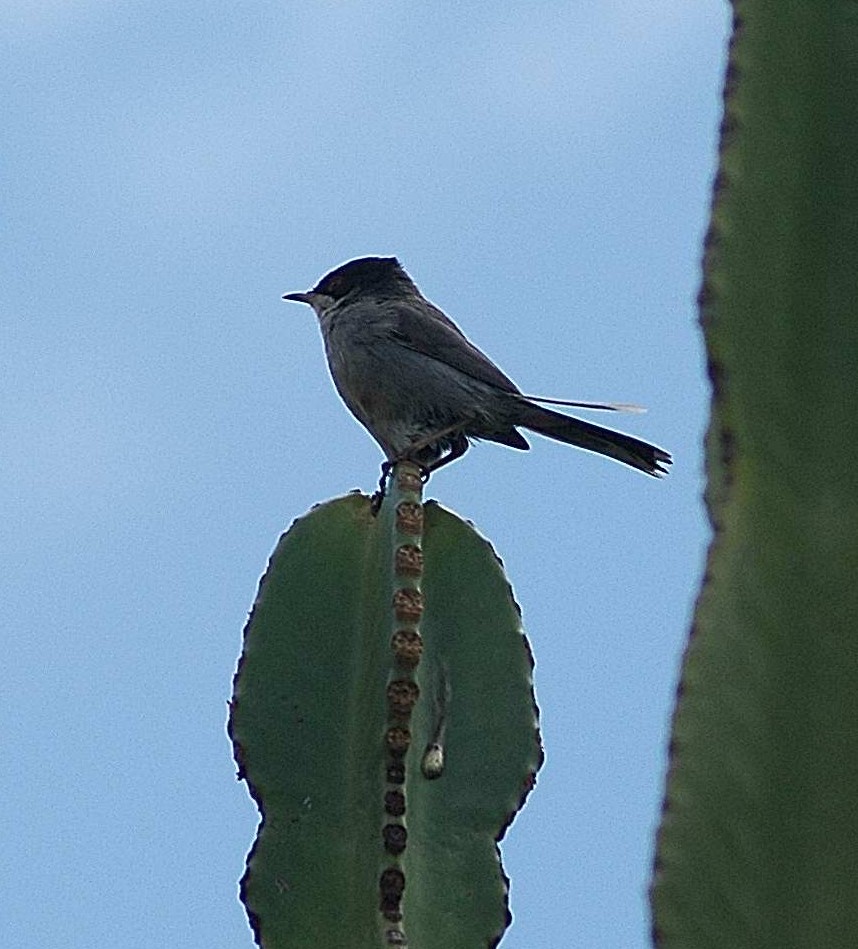 Occhiocotto - Sylvia melanocephala