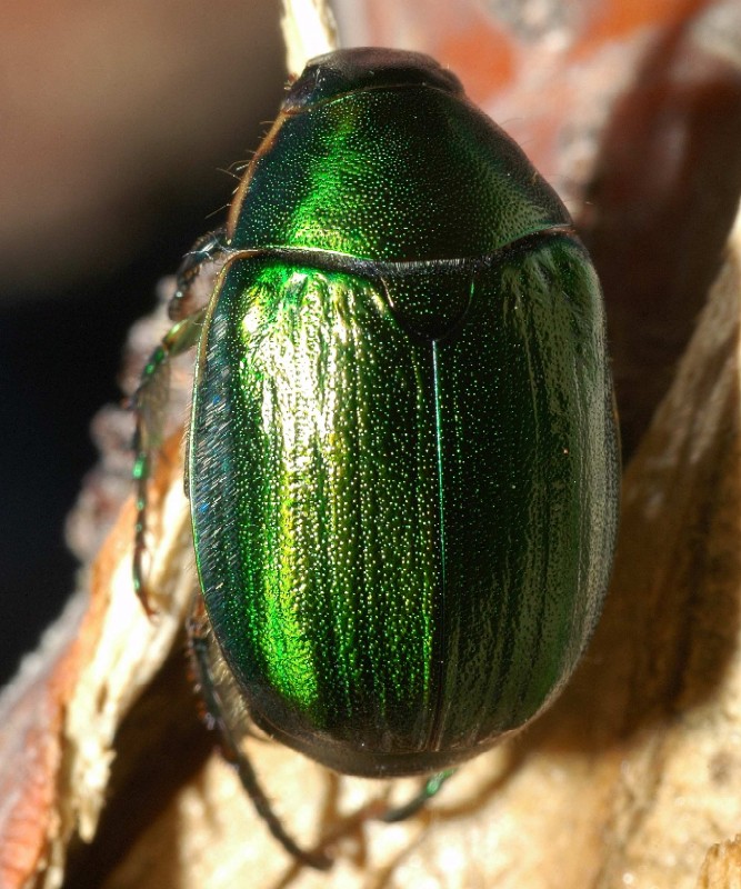 Anomala ausonia