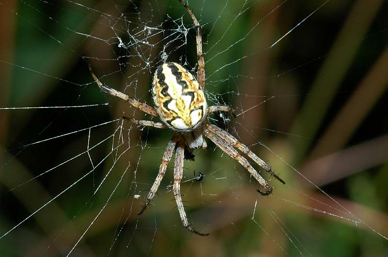 Neoscona adianta