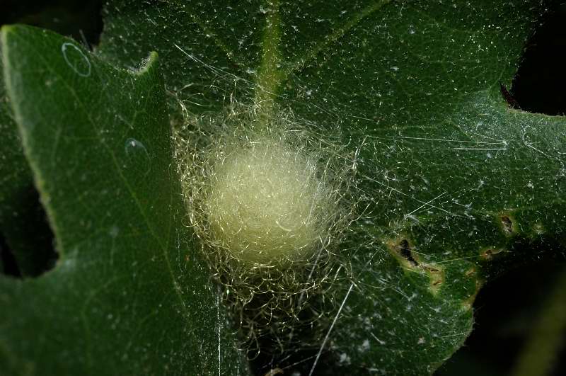 Araniella cucurbitina