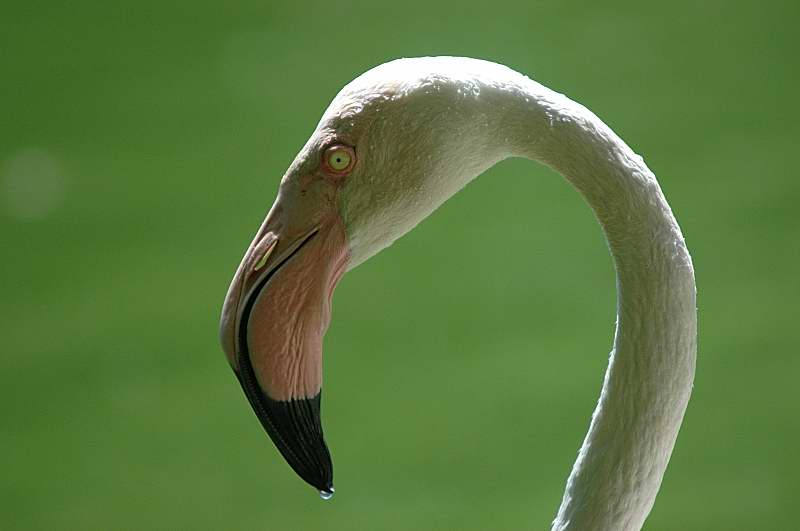 Fenicottero - Phoenicopterus ruber