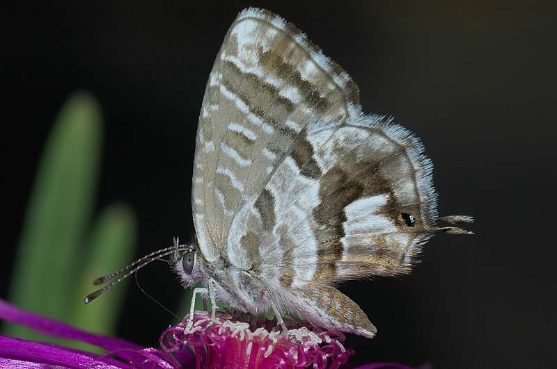 Cacyreus marshalli