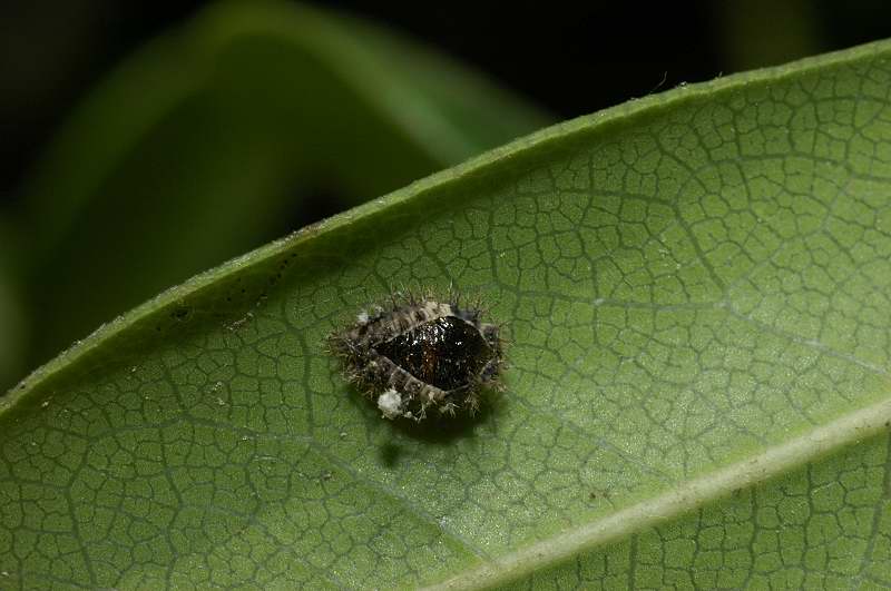 Oggetto misterioso: Exochomus quadripustulatus