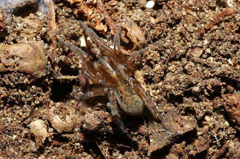 Trochosa, Pardosa, Heliophanus, Phlegra, Textrix