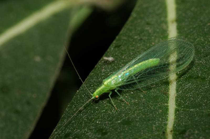 Chrysoperla carnea s. l. (Planipennia, Chrysopidae)