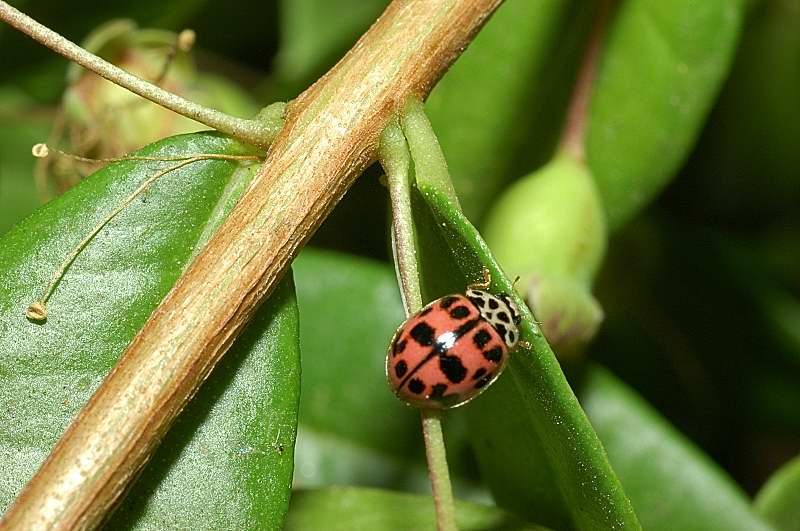 Oenopia (=Synharmonia) conglobata, Coccinellidae