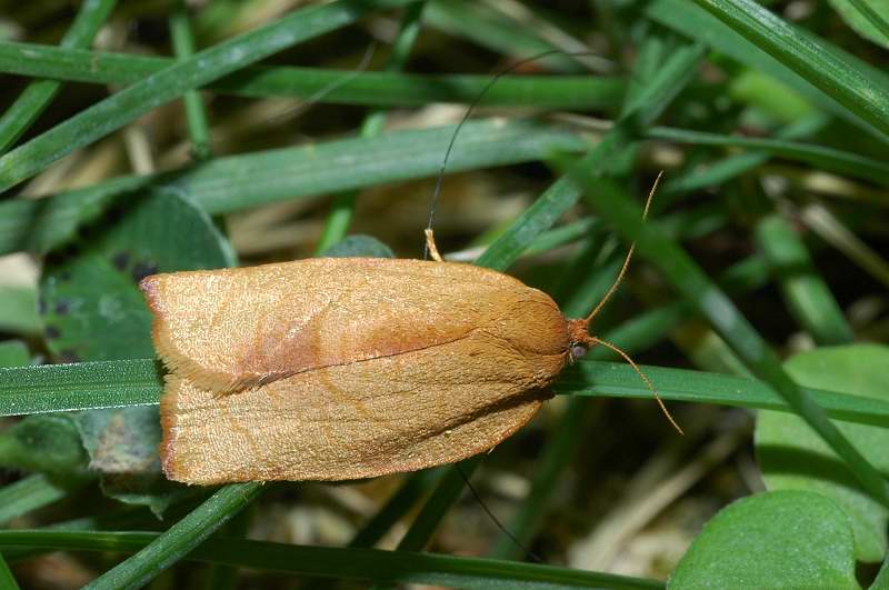 Archips podana ?