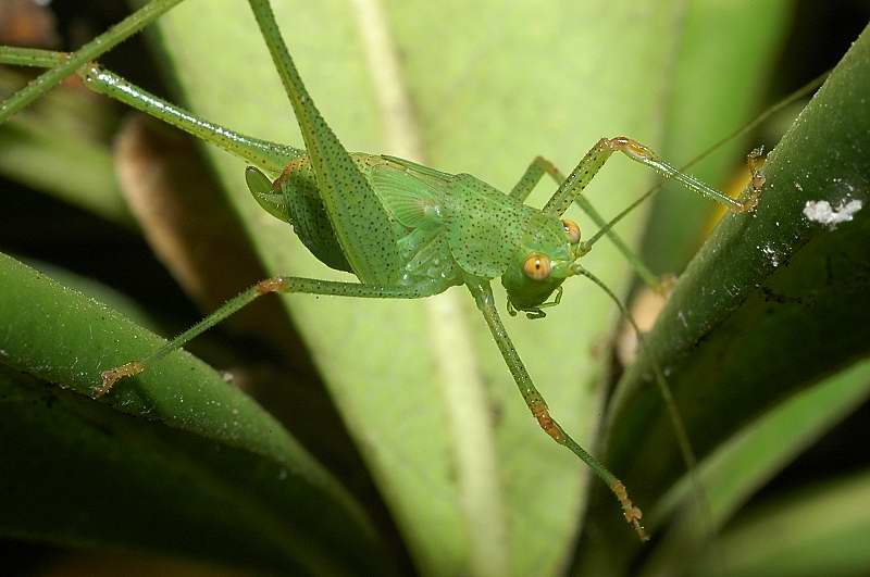 Phaneroptera sp.