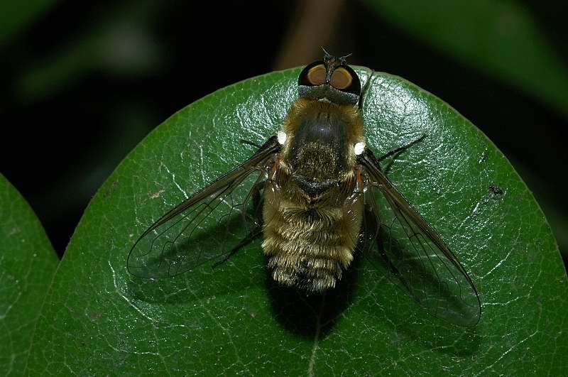 Bombyliidae Villa  sp.