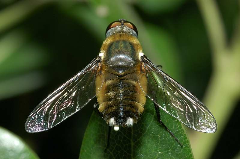 Bombyliidae Villa  sp.