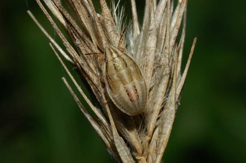 Eurygaster maura, Corymbia cordigera, Rutpela maculata