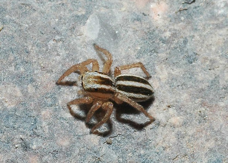 Trochosa, Pardosa, Heliophanus, Phlegra, Textrix