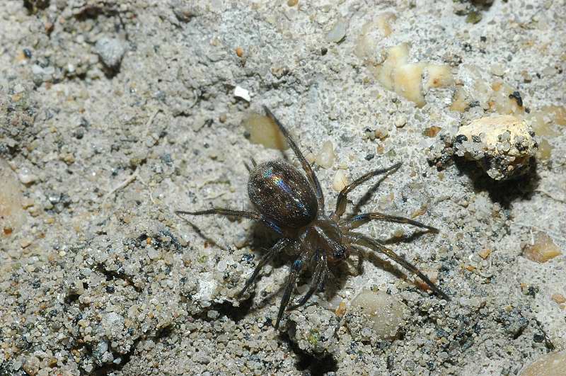 Trochosa, Pardosa, Heliophanus, Phlegra, Textrix