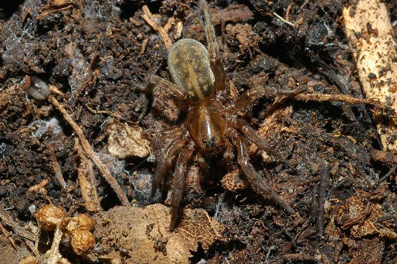 Trochosa, Pardosa, Heliophanus, Phlegra, Textrix