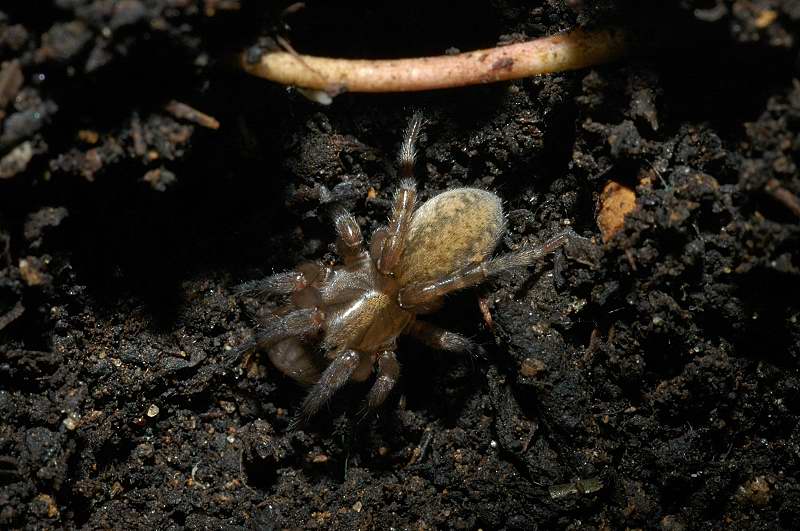 Trochosa, Pardosa, Heliophanus, Phlegra, Textrix