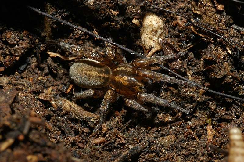 Trochosa, Pardosa, Heliophanus, Phlegra, Textrix