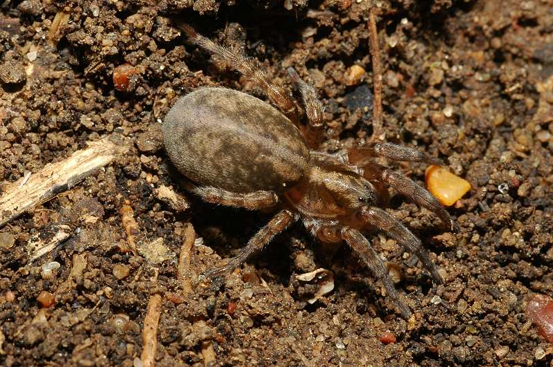 Trochosa, Pardosa, Heliophanus, Phlegra, Textrix