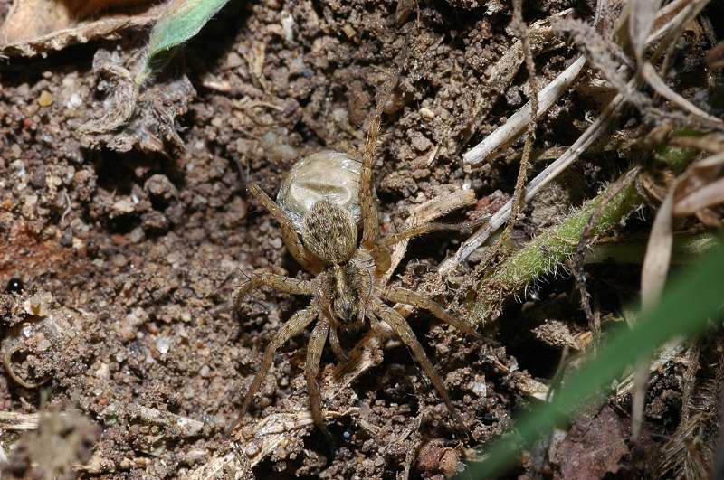 Trochosa, Pardosa, Heliophanus, Phlegra, Textrix