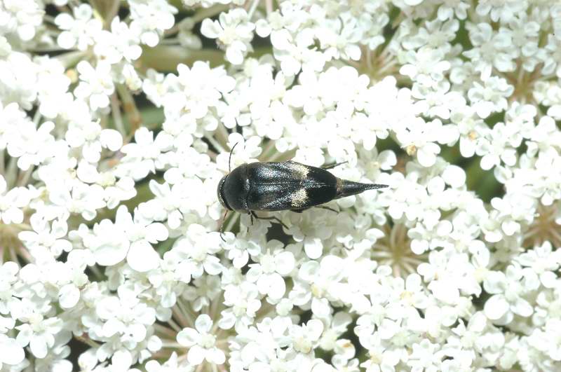 Mordellidae Variimorda sp.