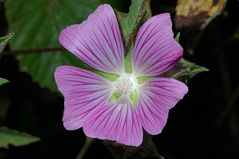 Lavatera punctata