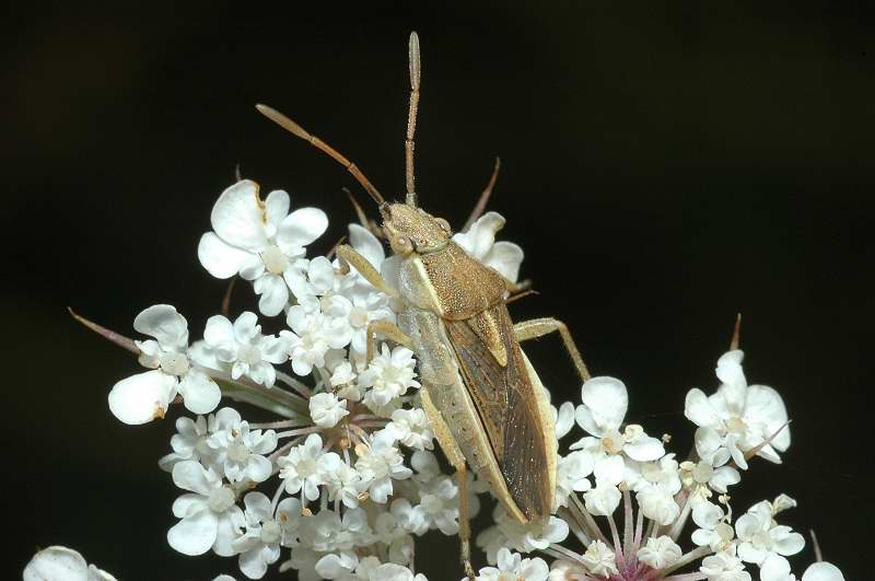 Maccevethus corsicus (Heteroptera, Rhopalidae)