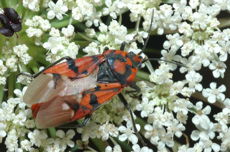 Spilosthetus pandurus (Heteroptera, Lygaeidae)