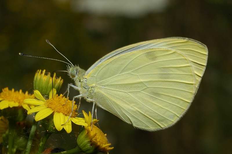 Pieris brassicae