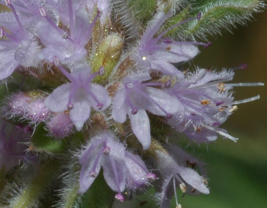 Mentha pulegium