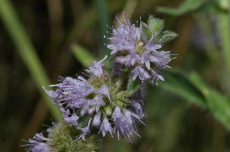 Mentha pulegium