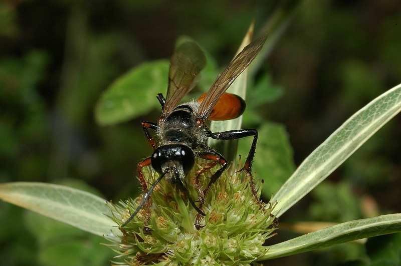 Sphaecidae: Sphex funerarius e S. flavipennis