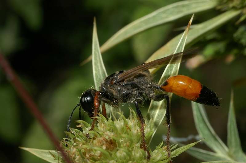 Sphaecidae: Sphex funerarius e S. flavipennis