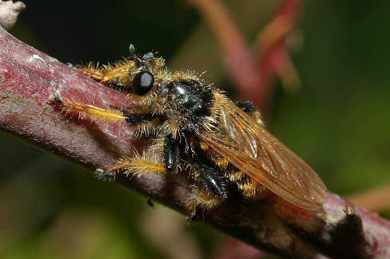 aiuto un mostro!!! Pogonosoma maroccanum