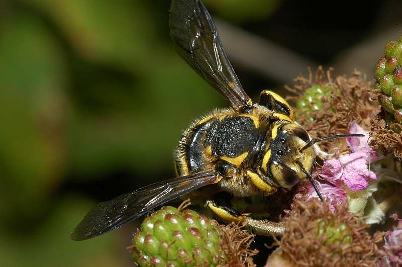 Apidae Megachilinae: Anthidium cfr. manicatum