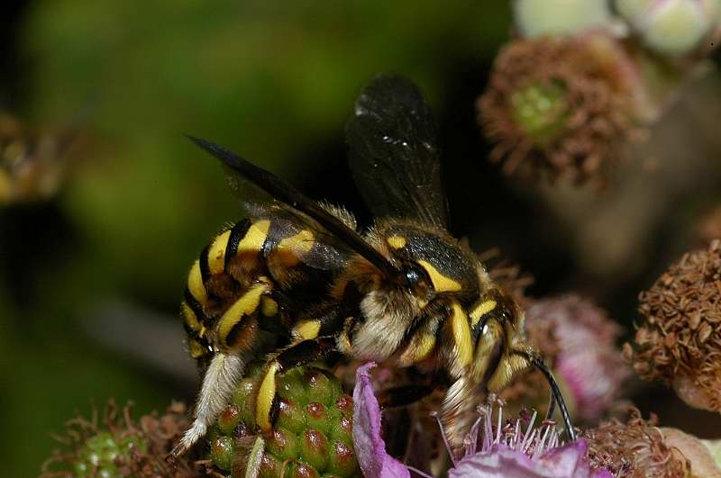 Apidae Megachilinae: Anthidium cfr. manicatum