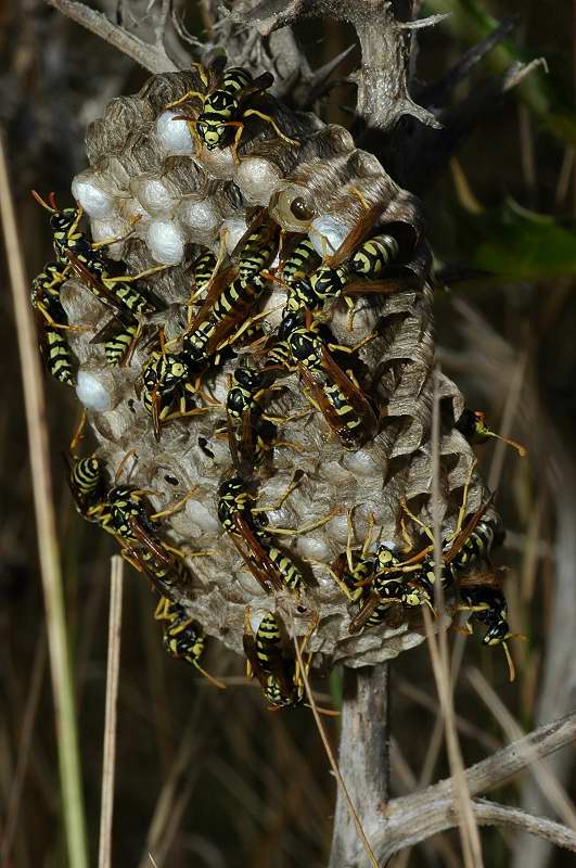 Polystes gallicus  - le sentinelle