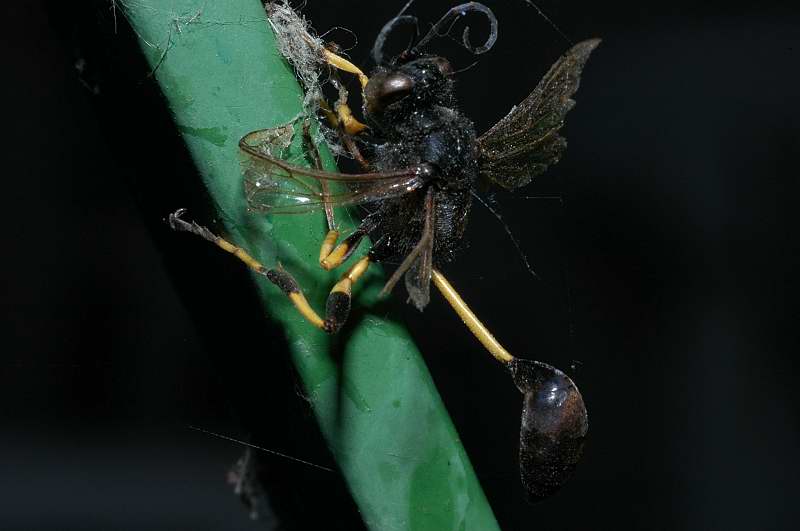 Sceliphron spirifex