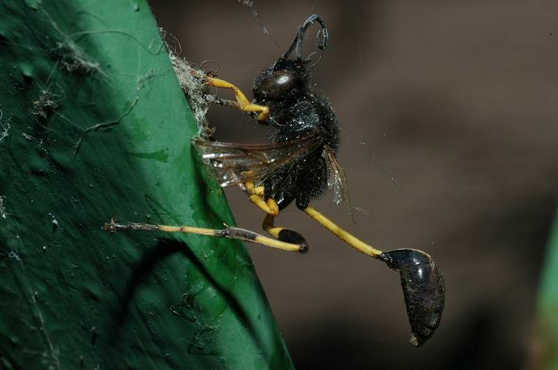 Sceliphron spirifex