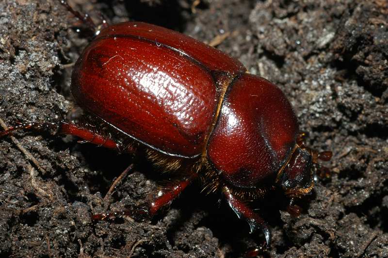 Phyllognathus excavatus, maschio