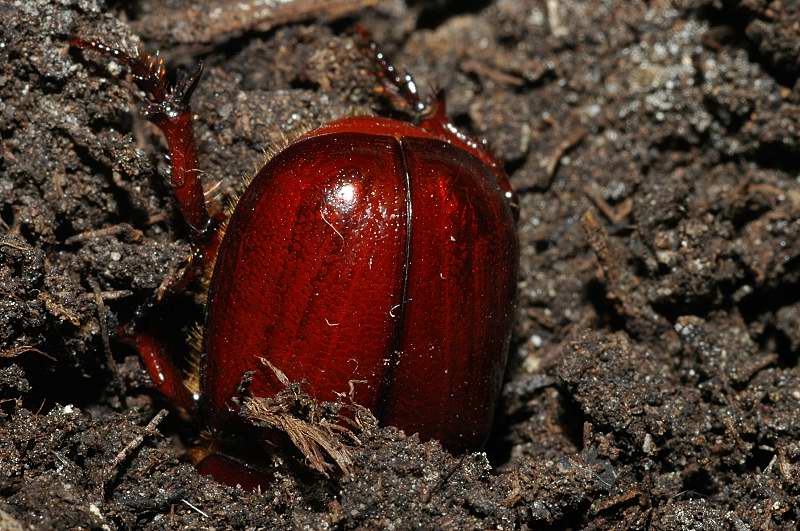 Phyllognathus excavatus, maschio